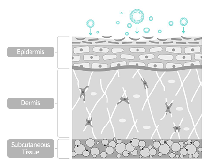 Epidermis,Dermis,Subcutaneous Tissue