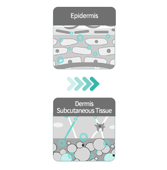 Epidermis,Dermis+Subcutaneous Tissue