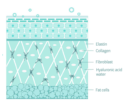 elastin,collagen,fibroblast,hyaluronic acid water,fat cells